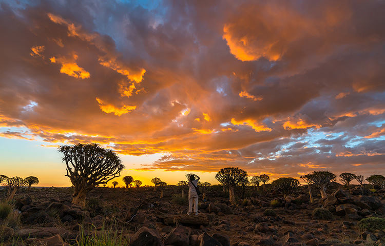 View Quiver Trees Forest